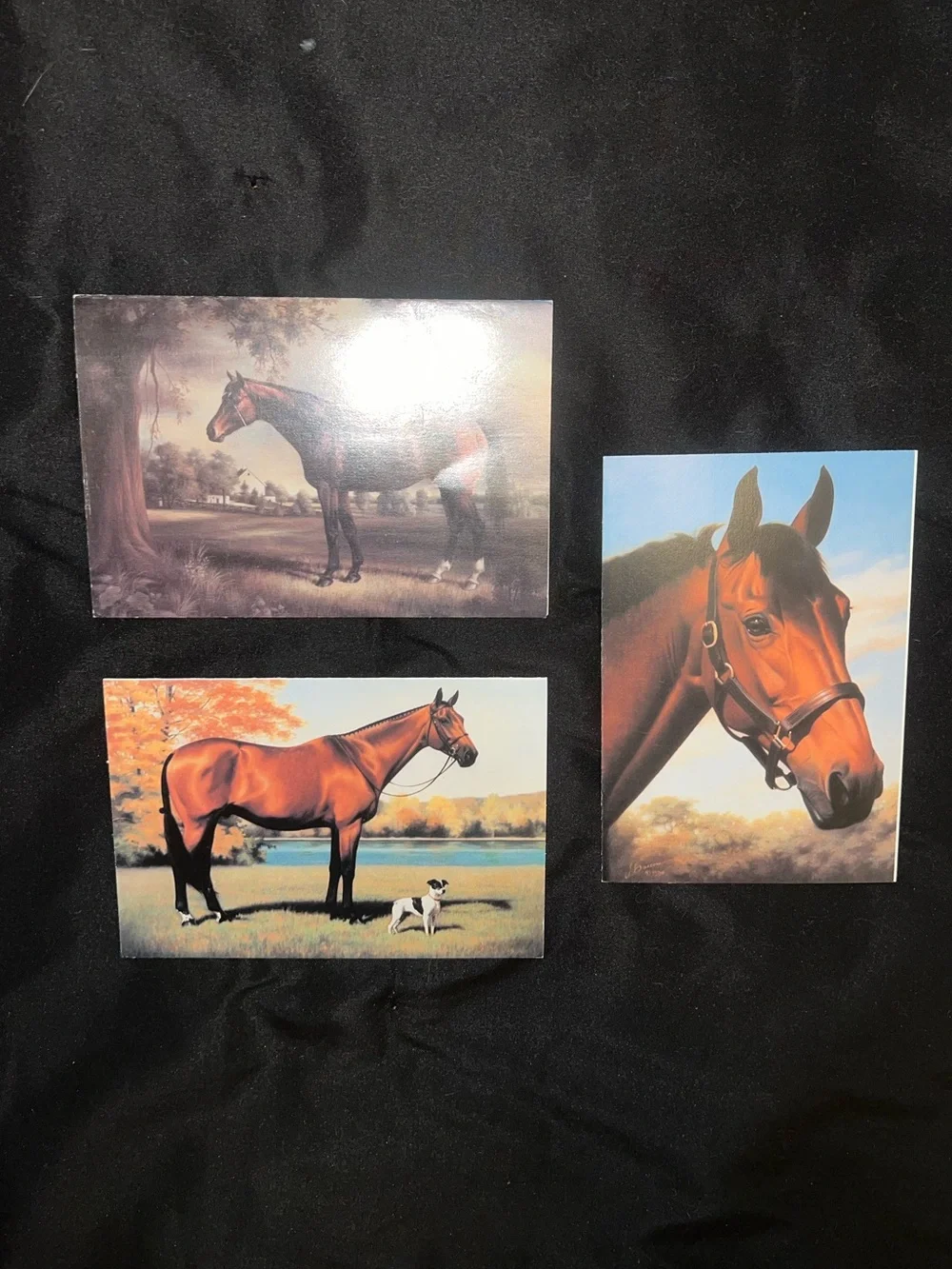 Equestrian Greeting Card Bundle